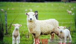 小羊妈妈爆料视频,揭秘育儿日常与温馨瞬间